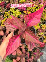 13'lü Yaprak Güzeli Seti (Coleus blumei) - Görsel 12