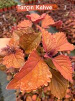15'li Yaprak Güzeli Seti (Coleus blumei) - Görsel 14