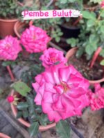 6’lı Saksıda Gül Seti - Görsel 2