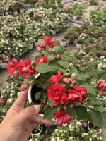 Valeris Katlı Cam Güzeli (Impatiens walleriana)