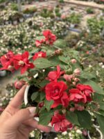 Valeris Katlı Cam Güzeli (Impatiens walleriana) - Görsel 2