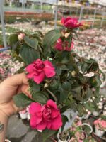 Velmira Katlı Cam Güzeli (Impatiens walleriana) - Görsel 2