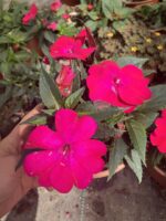 Elya Katsız Cam Güzeli – (Impatiens walleriana)