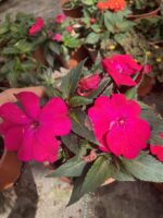 Elya Katsız Cam Güzeli – (Impatiens walleriana) - Görsel 2