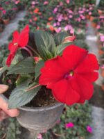 Redina Katsız Cam Güzeli (Impatiens walleriana) - Görsel 2