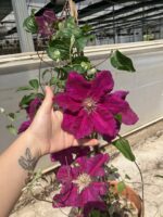 Şehnaz Klematis Akasma Sarmaşığı (Clematis spp.)