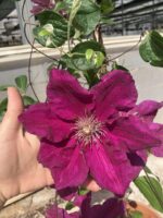 Şehnaz Klematis Akasma Sarmaşığı (Clematis spp.) - Görsel 3