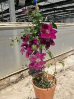 Şehnaz Klematis Akasma Sarmaşığı (Clematis spp.) - Görsel 2