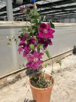 Şehnaz Klematis Akasma Sarmaşığı (Clematis spp.) - Görsel 4
