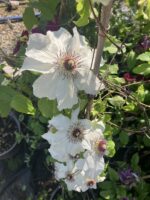 Aknaz Klematis Akasma Sarmaşığı (Clematis spp.)