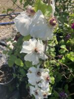 Aknaz Klematis Akasma Sarmaşığı (Clematis spp.) - Görsel 2