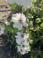 Aknaz Klematis Akasma Sarmaşığı (Clematis spp.) - Görsel 3