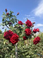 Kırmızı Baston Gül – Ağaç Formlu