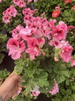 Pudra Yüreği Canan Ceylan Gözü Sardunyası (Pelargonium grandiflorum) – Büyük Boy, Dolgun Form