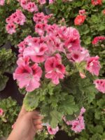 Pudra Yüreği Canan Ceylan Gözü Sardunyası (Pelargonium grandiflorum) – Büyük Boy, Dolgun Form - Görsel 2