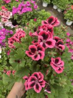 Pembe Fırtına Canan Ceylan Gözü Sardunyası (Pelargonium grandiflorum) – Büyük Boy, Dolgun Form