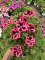 Pembe Fırtına Canan Ceylan Gözü Sardunyası (Pelargonium grandiflorum) – Büyük Boy, Dolgun Form - Görsel 2
