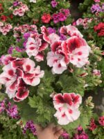 Aşkın Kıyısı Canan Ceylan Gözü Sardunyası (Pelargonium grandiflorum) – Büyük Boy, Dolgun Form