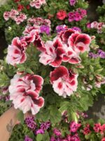 Aşkın Kıyısı Canan Ceylan Gözü Sardunyası (Pelargonium grandiflorum) – Büyük Boy, Dolgun Form - Görsel 3