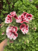 Aşkın Kıyısı Canan Ceylan Gözü Sardunyası (Pelargonium grandiflorum) – Büyük Boy, Dolgun Form - Görsel 2