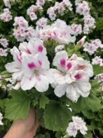 Pembe İmza Canan Ceylan Gözü Sardunyası Orta Boy (Pelargonium grandiflorum) - Görsel 3