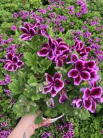 Bordo Yıldızı Orta Boy Canan Ceylan Gözü Sardunyası (Pelargonium grandiflorum)