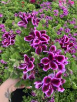 Bordo Yıldızı Orta Boy Canan Ceylan Gözü Sardunyası (Pelargonium grandiflorum) - Görsel 2