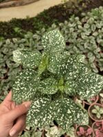 Yeşil Hostes Çiçeği (Hypoestes phyllostachya)