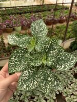 Yeşil Hostes Çiçeği (Hypoestes phyllostachya) - Görsel 3