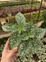 Yeşil Hostes Çiçeği (Hypoestes phyllostachya) - Görsel 2