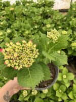 Ortanca Çiçeği (Hydrangea macrophylla) - Görsel 3