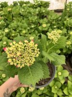 Ortanca Çiçeği (Hydrangea macrophylla)