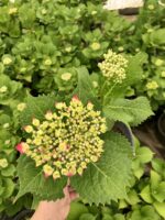 Ortanca Çiçeği (Hydrangea macrophylla) - Görsel 2