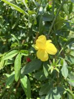 Sarı Yasemin Çiçeği (Jasminum fruticans)