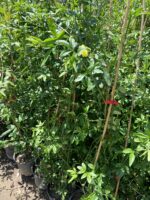 Sarı Yasemin Çiçeği (Jasminum fruticans) - Görsel 3