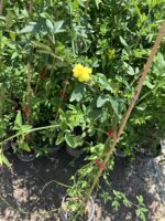 Sarı Yasemin Çiçeği (Jasminum fruticans) - Görsel 4