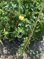 Sarı Yasemin Çiçeği (Jasminum fruticans) - Görsel 2