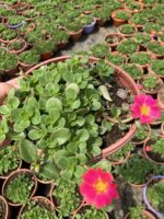 Nar Pembesi Semizi - Semizotu Yapraklı İpek Çiçeği (Portulaca Yubi) - Görsel 2