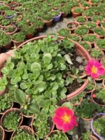Nar Pembesi Semizi - Semizotu Yapraklı İpek Çiçeği (Portulaca Yubi)