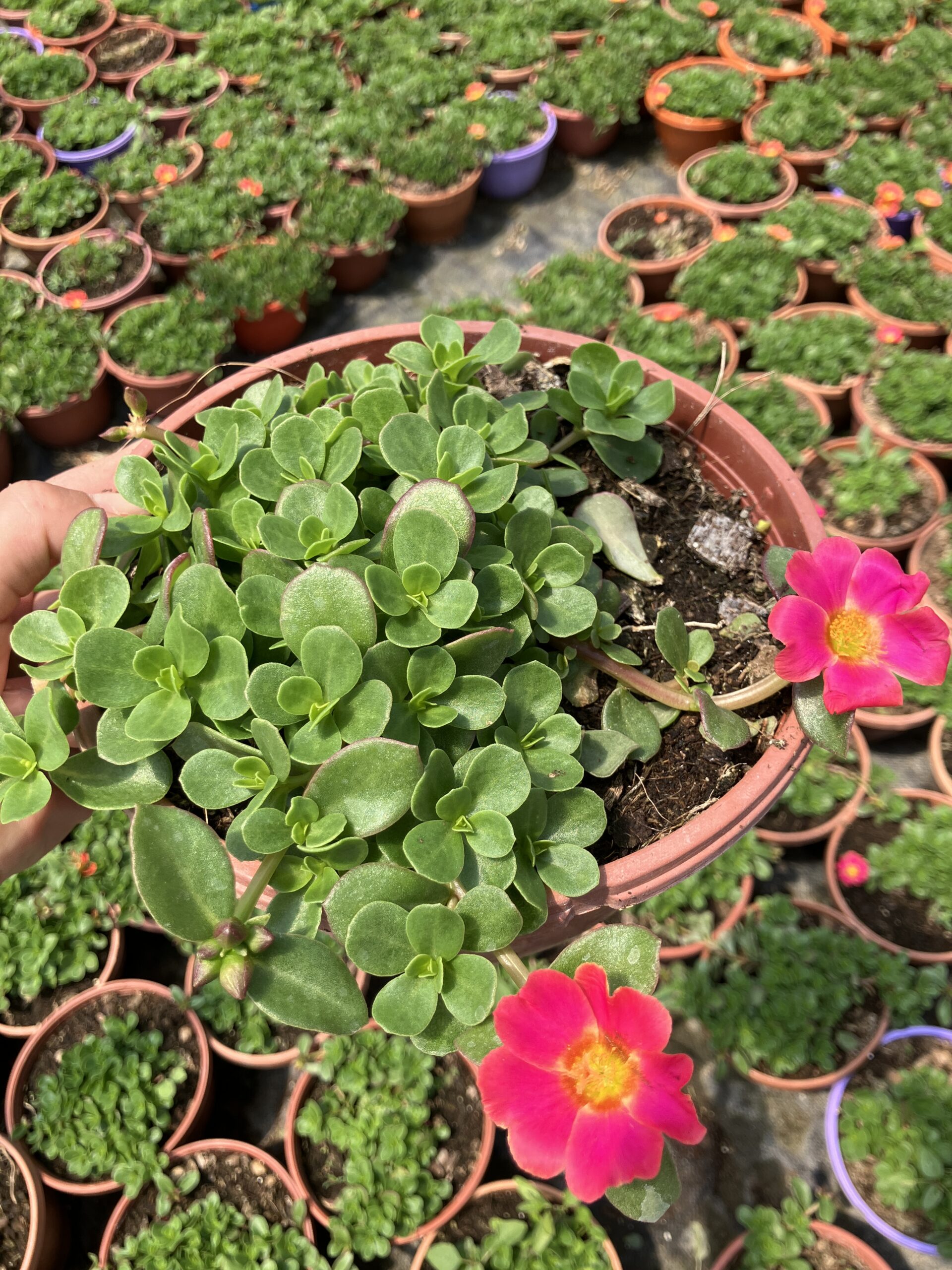 IMG_4592 Nar Pembesi Semizi - Semizotu Yapraklı İpek Çiçeği (Portulaca Yubi) - Görsel 1