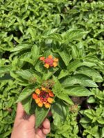 Narenciye Paketi Ağaç Minesi (Lantana camara)