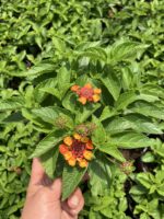 Narenciye Paketi Ağaç Minesi (Lantana camara) - Görsel 2