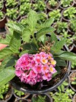 Şeker Buketi Ağaç Minesi (Lantana camara) - Görsel 2