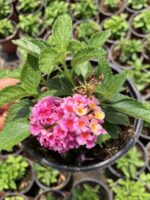 Şeker Buketi Ağaç Minesi (Lantana camara)