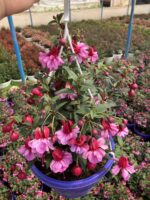 Gülhane Katlısı Dolgun Küpeli Çiçeği (Fuchsia hybrida)