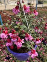 Gülhane Katlısı Dolgun Küpeli Çiçeği (Fuchsia hybrida) - Görsel 2