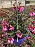 Gülhane Katlısı Dolgun Küpeli Çiçeği (Fuchsia hybrida) - Görsel 3