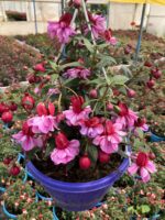 Gülhane Katlısı Dolgun Küpeli Çiçeği (Fuchsia hybrida) - Görsel 4