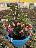 Şafak Masalı Dolgun Küpeli Çiçeği (Fuchsia hybrida) - Görsel 2