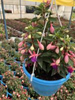 Şafak Masalı Dolgun Küpeli Çiçeği (Fuchsia hybrida) - Görsel 3